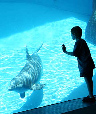 SeaWorld Orlando
                              Visit Orlando's only marine theme park. Become immersed in exotic sea creatures all day. Watch as your favorite sea creatures come to life.